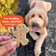 Cloud Star Buddy Biscuits 14oz Grain-Free Peanut Butter Dog Treats 4